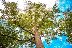 Best Commercial Tree Services  in La Presa, CA