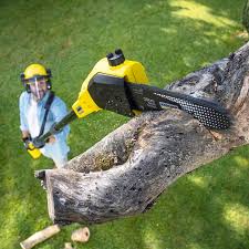 Best Arborist Consultation Services  in La Presa, CA