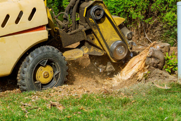 Best Fruit Tree Pruning  in La Presa, CA