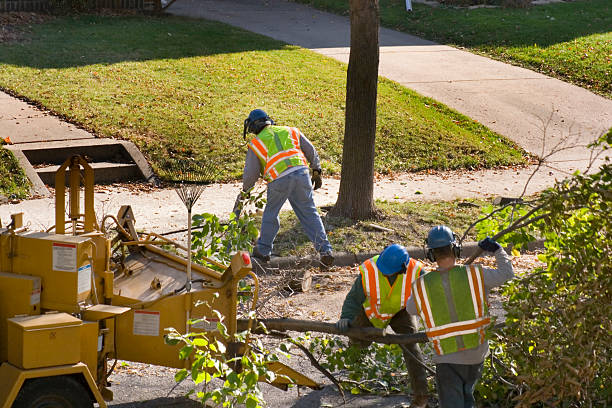 Best Emergency Tree Removal  in La Presa, CA