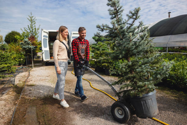 How Our Tree Care Process Works  in  La Presa, CA